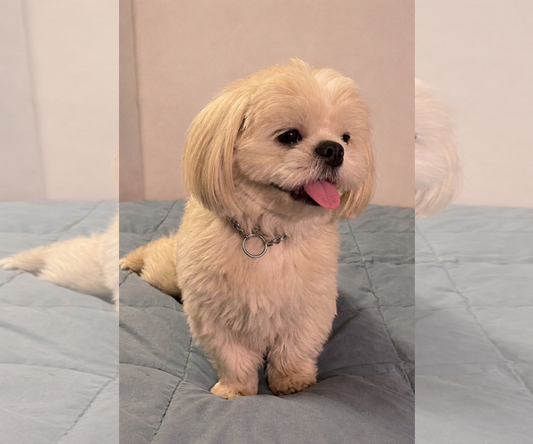 Medium Photo #2 Shih Tzu Puppy For Sale in Denton, TX, USA