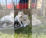 Small Photo #8 Siberian Husky Puppy For Sale in SAN DIEGO, CA, USA