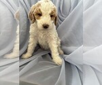 Puppy 8 Goldendoodle
