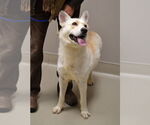 Small #2 German Shepherd Dog
