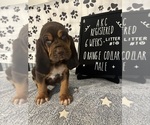 Puppy Orange collar 1 Bloodhound