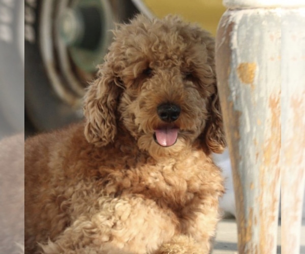Medium Photo #1 Goldendoodle Puppy For Sale in SACRAMENTO, CA, USA
