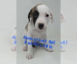 Small #3 American Pit Bull Terrier Mix
