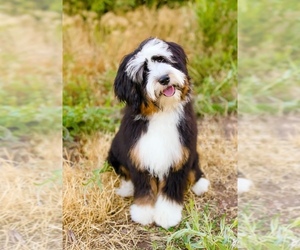 Father of the Bernedoodle (Miniature) puppies born on 07/15/2026