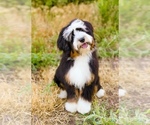 Small Photo #1 Bernedoodle (Miniature) Puppy For Sale in ROY, UT, USA