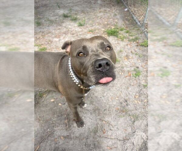 Medium Photo #1 Mutt Puppy For Sale in St. Cloud, FL, USA