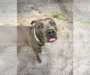 Mutt Dogs for adoption in St. Cloud, FL, USA