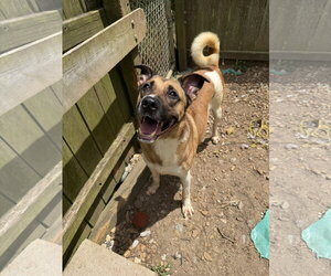 Mutt Dogs for adoption in Jackson, MS, USA