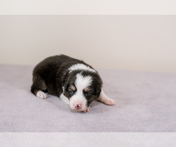 Medium Photo #3 Australian Shepherd Puppy For Sale in LA RUE, OH, USA