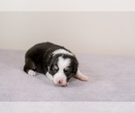 Small Photo #3 Australian Shepherd Puppy For Sale in LA RUE, OH, USA