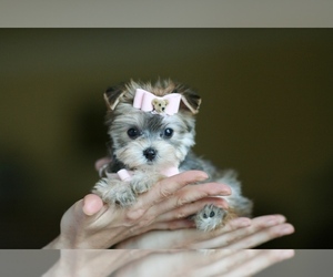 Yorkshire Terrier Puppy for sale in MIAMI, FL, USA