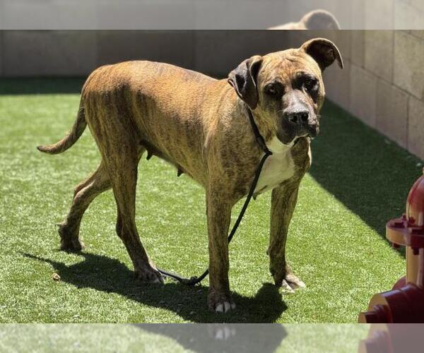 Medium Photo #1 American Bandogge mastiff Puppy For Sale in Moreno Valley, CA, USA