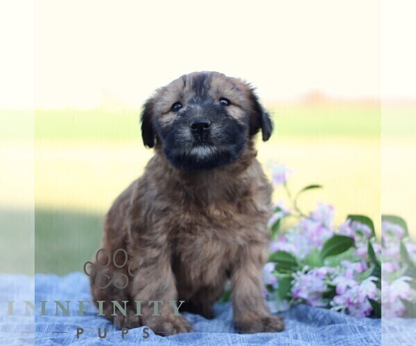 Medium Photo #4 Soft Coated Wheaten Terrier Puppy For Sale in LITITZ, PA, USA