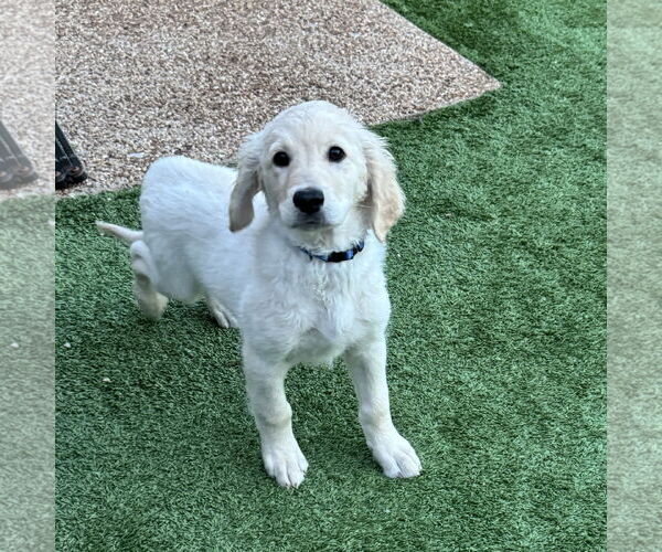 Medium Photo #7 Goldendoodle Puppy For Sale in Fort Worth, TX, USA