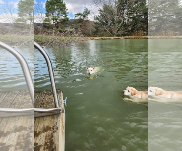 Medium Photo #7 Unknown-white german shepherd Mix Puppy For Sale in Cuba, NY, USA