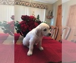 Small Photo #3 Golden Retriever Puppy For Sale in WEBSTER CITY, IA, USA