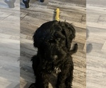 Puppy 8 Goldendoodle