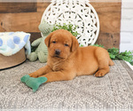Small #2 Labrador Retriever