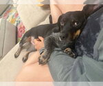 Small #4 Mutt