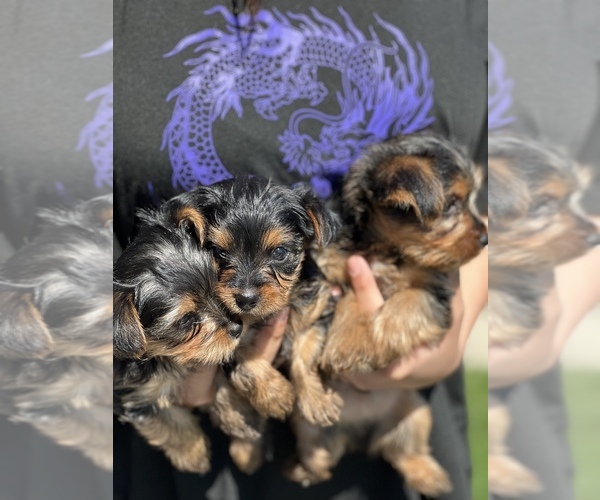 View Ad Yorkshire Terrier Puppy for Sale near Oregon, MEDFORD, USA