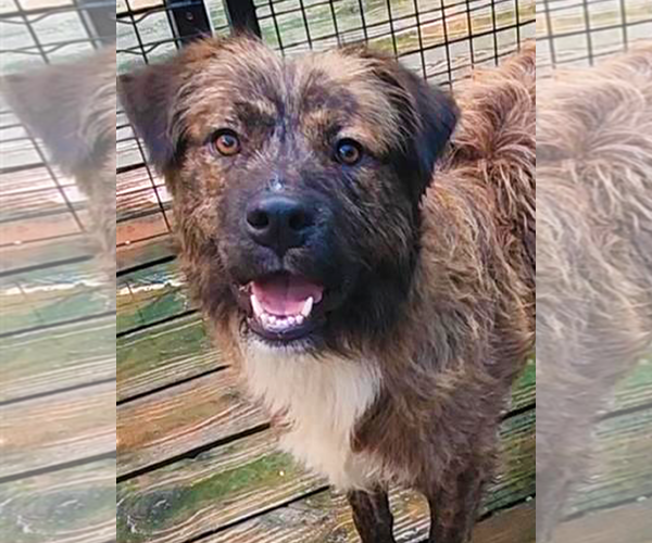 Medium Photo #4 Mutt Puppy For Sale in Murfreesboro, NC, USA