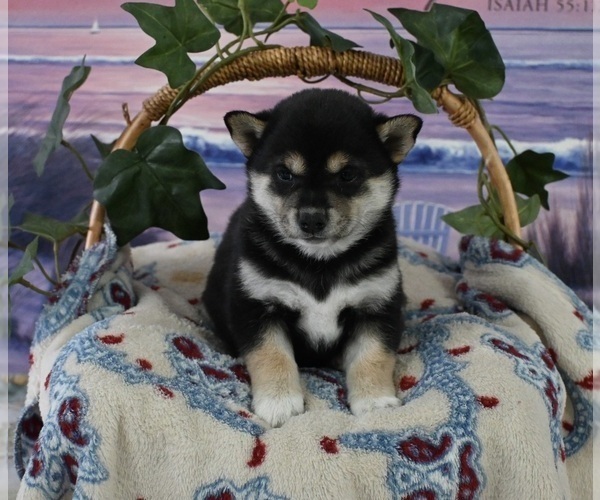 Medium Photo #1 Shiba Inu Puppy For Sale in DUNDEE, OH, USA