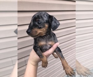 Miniature Pinscher Puppy for sale in BECKLEY, WV, USA