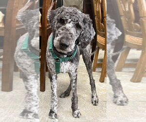 Labrador Retriever-Unknown Mix Dogs for adoption in Mundelein, IL, USA