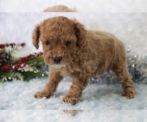 Poodle (Toy) Puppy for sale in ORO VALLEY, AZ, USA