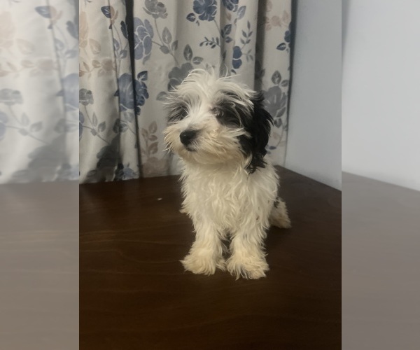 Medium Photo #10 Havanese Puppy For Sale in DURHAM, CT, USA