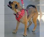 Small #5 Pug Mix