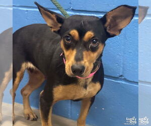 Chipin Dogs for adoption in Washington, DC, USA
