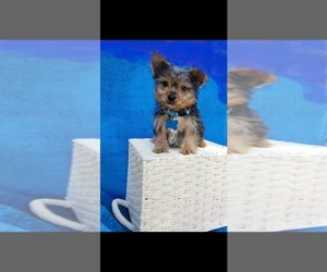 Yorkshire Terrier Puppy for sale in INDIANAPOLIS, IN, USA