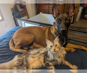Mother of the Belgian Malinois puppies born on 07/20/2026