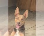 Small Australian Kelpie-Labrador Retriever Mix
