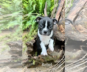 Boston Terrier Puppy for sale in AVERY, TX, USA