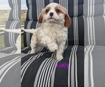 Puppy 1 Cavachon