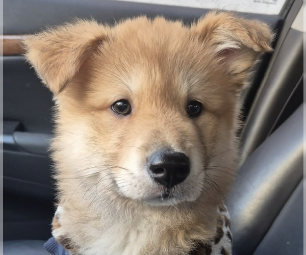 Medium Photo #1 Mutt Puppy For Sale in San Ramon, CA, USA