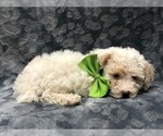Small Photo #9 Poochon Puppy For Sale in LAKELAND, FL, USA