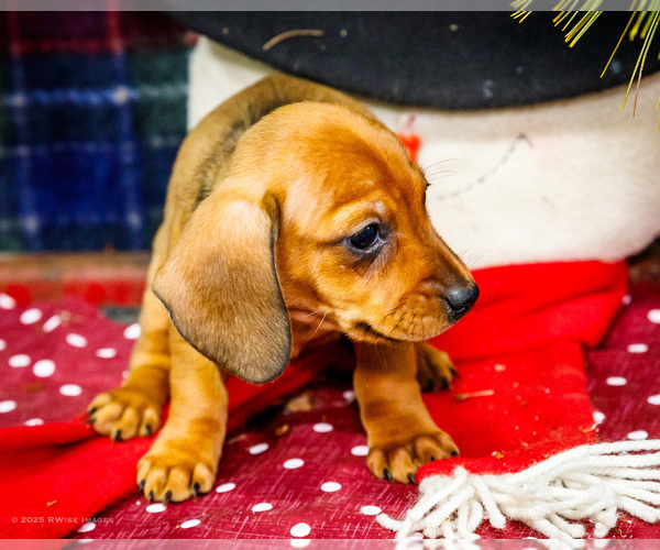 Medium Photo #4 Dachshund Puppy For Sale in WAKARUSA, IN, USA