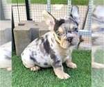 Small #9 French Bulldog
