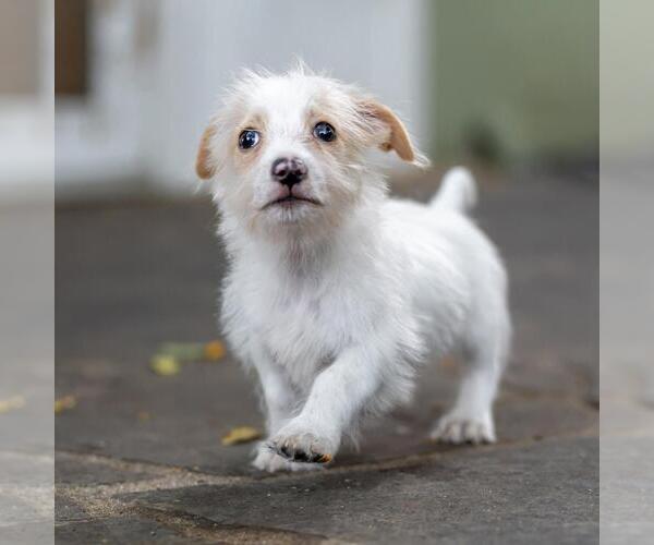 Medium Photo #12 Poodle (Miniature)-Unknown Mix Puppy For Sale in San Diego, CA, USA