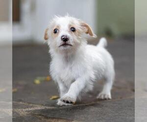 Noodle Pup - Tortellini - Male Poodle (Miniature)-Unknown Mix Dog for Adoption - Photo #12