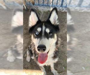 Siberian Husky Dogs for adoption in Riverside, CA, USA