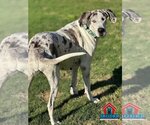 Small #16 Great Dane