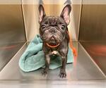 ELLIE - Female French Bulldog Dog for Adoption - Small photo