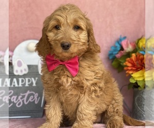 Goldendoodle (Miniature) Puppy for sale in LANCASTER, PA, USA