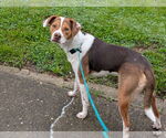 Small #14 Beagle Mix