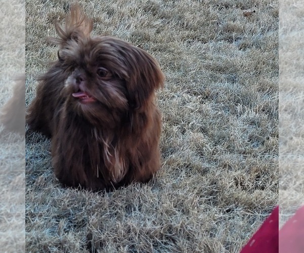 Medium Photo #1 Shorkie Tzu Puppy For Sale in LAKESIDE, CA, USA