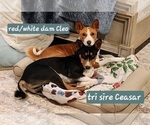 Small Photo #1 Basenji Puppy For Sale in LOMETA, TX, USA